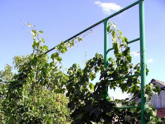 виноград на даче 
