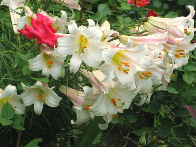 Многолетние садовые цветы для дачи - лилии.