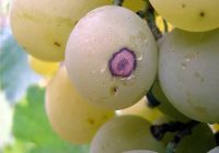 Милдью на винограде, пораженная ягода - фото.
