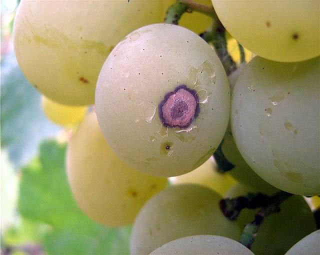 Милдью на винограде, пораженная ягода - фото.