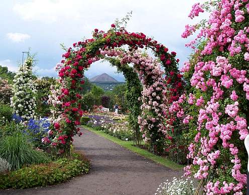 Садовая арка увитая плетистой розой - фото