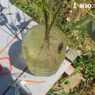 Время посадки живого дерева из веток ивы