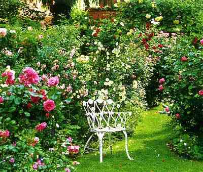 фото Розы - сад одного цветка, розарий