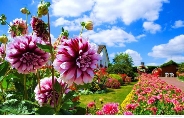Многолетние садовые цветы для сада и дачи - фото и названия.