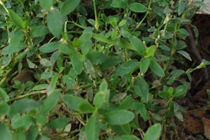 шпарыж - многолетняя трава стелющаяся по земле, устойчивая к вытаптыванию