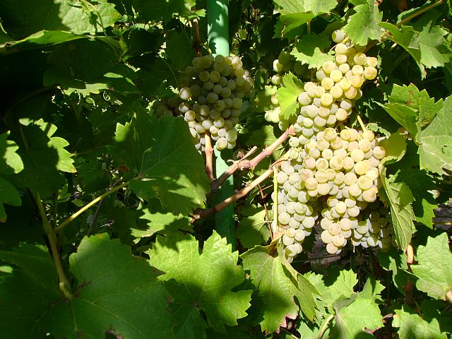 Виноград на даче, весенняя обрезка, фото
