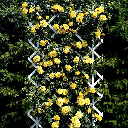 Плетистые розы в садовом дизайне - фото
