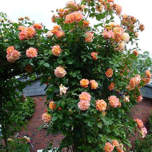 Плетистые розы фото и названия, сорта плетистых роз