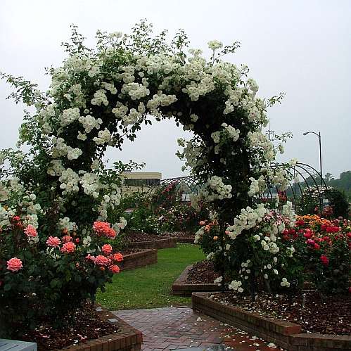 Садовая арка увитая плетистой розой - фото