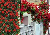 Украшение входа на садовый участок плетистой розой сорта Climber