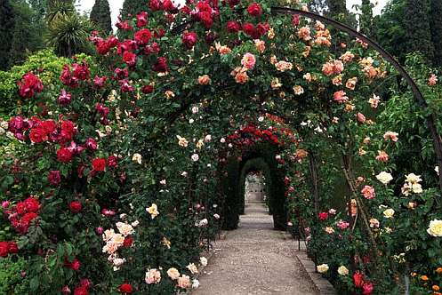 Фото - плетистые розы сорта Rambler