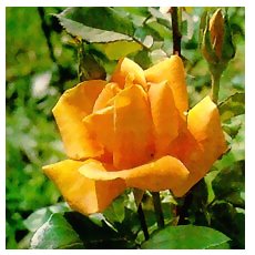 роза плетистая голден - фото