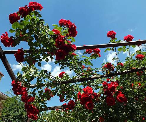 Плетистые розы сорта Climber растущие на перголе - фото.