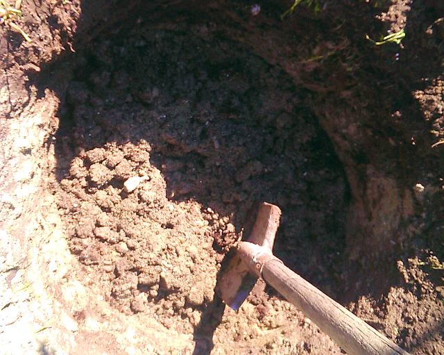 Посадка винограда весной саженцами – готовим посадочную яму - фото