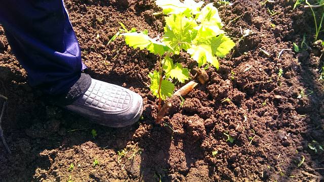 Как правильно уплотнить грунт возле саженца винограда при посадке весной.
