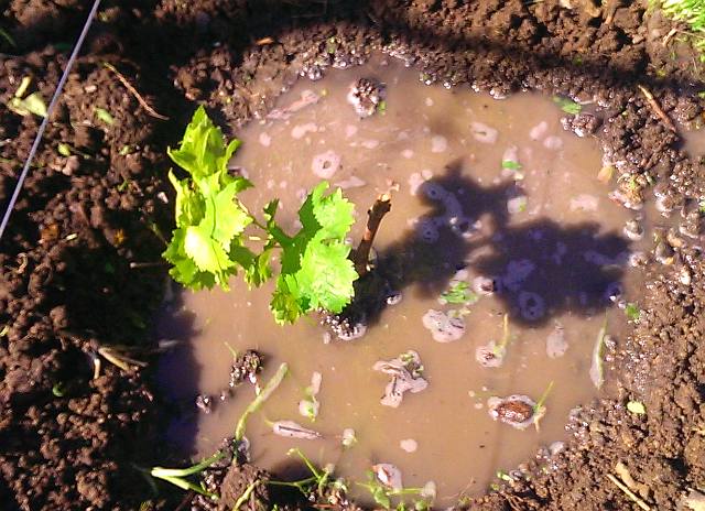 Как правильно поливать саженцы винограда при посадке весной.