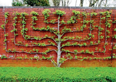 вертикальное озеленение стен в саду, фото