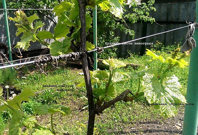Виноград на даче, весенняя обрезка, фото