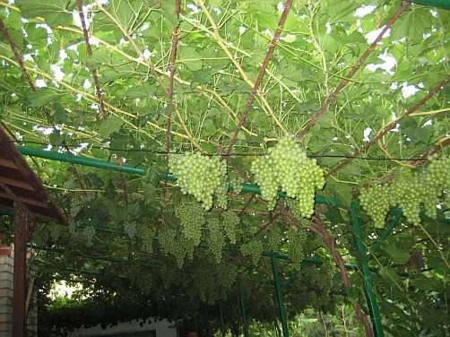 виноград выращивание на перголе