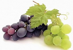 Выращивание винограда на перголе или беседке