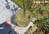 Время посадки живого дерева из веток ивы
