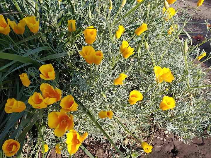 Цветы для сада - эшшольция калифорнийская